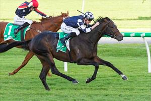 COX PLATE PLANS FOR CAMELOT